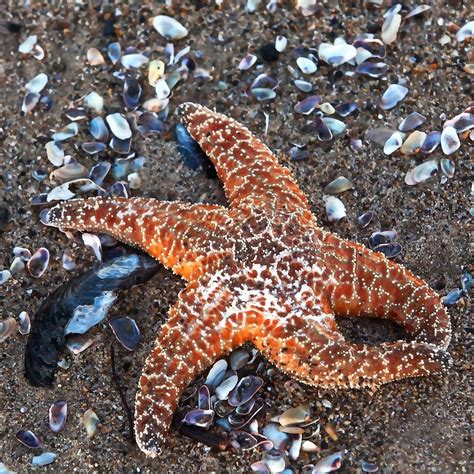 Orange Starfish Photograph by Art Block Collections - Fine Art America