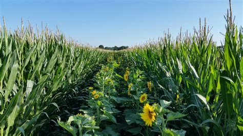 First-Ever Research Center of Intercropping at IUB has been officially approved in Pakistan ...