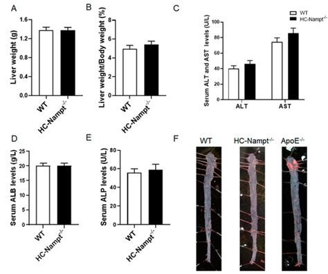 Cells | Special Issue : The Role of NAD+ Metabolism in Cellular Processes during Aging and Age ...