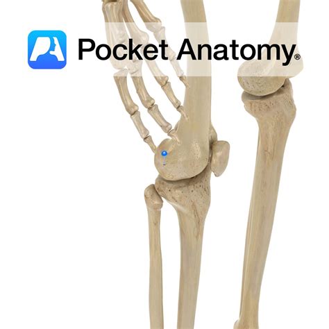 Femur - lateral condyle - Pocket Anatomy