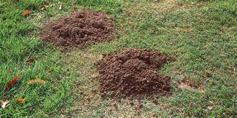 Master Gardeners: How to get rid of gophers and the mounds they make