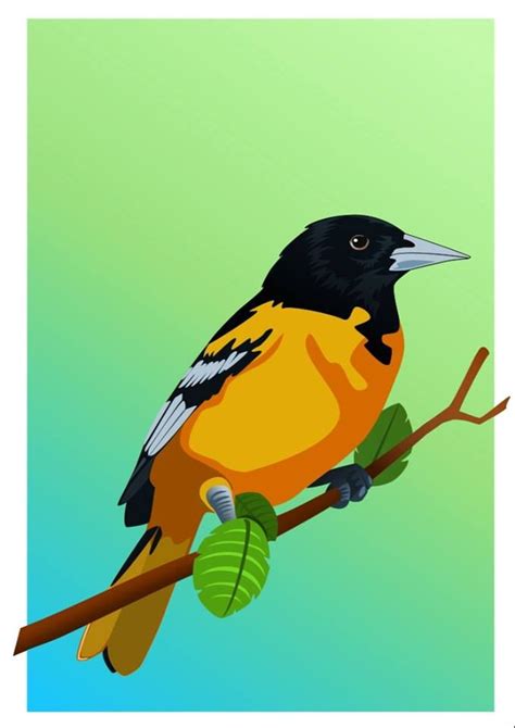 Bird Vector.jpg (679×960) | Orioles, Baltimore orioles, Drawing tutorial