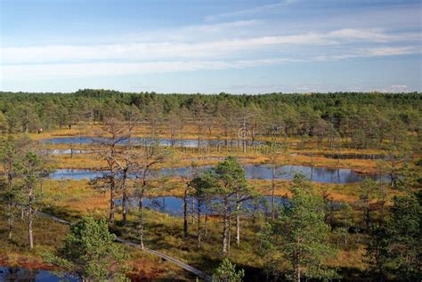 Swamp Viru in Estonia.the Nature of Estonia. Stock Image - Image of ...