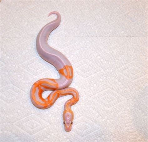 Pin on Snakes I like.