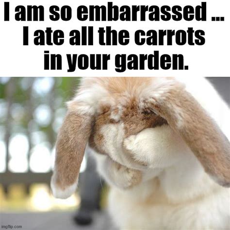 Image tagged in bunnies - Imgflip