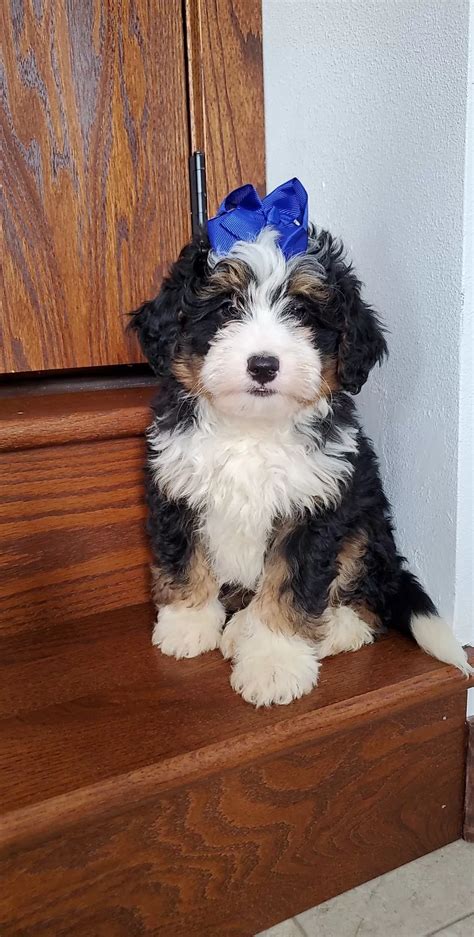 Mini BerneDoodle Puppies