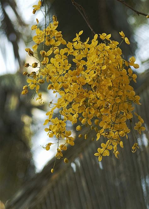 Characteristics of the Medicinal Amaltas or Cassia Fistula Plant ...