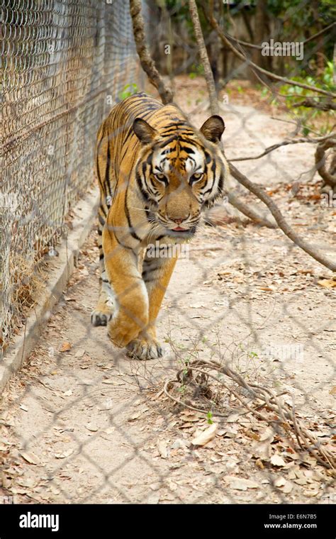 Cambodia, Southeast Asia, Phnom Tamao zoo, zoological gardens, wildlife ...