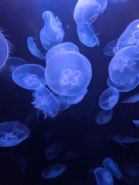 Close-Up Photography of Jellyfish · Free Stock Photo