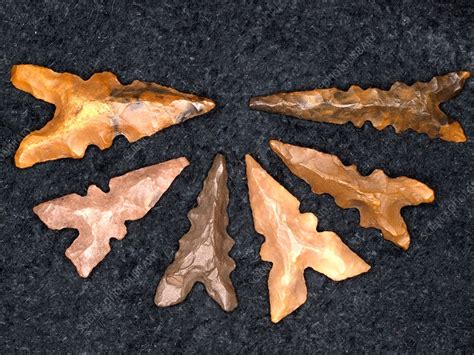 Neolithic flint arrowheads - Stock Image - C014/1036 - Science Photo ...