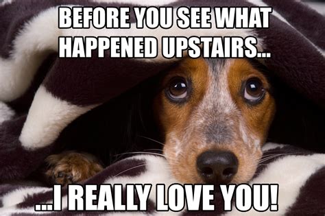 17 Dog Memes That Will Help You Get Through The Week - TheThings