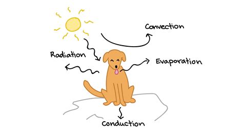 ️ Ecotherm animals. Endotherm. 2019-02-26