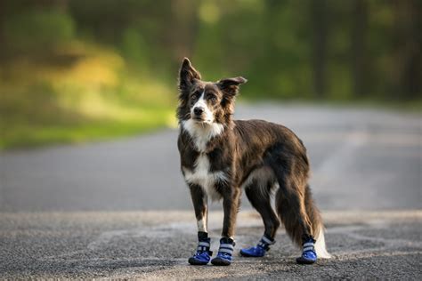 The 4 Best Dog Boots For Hiking