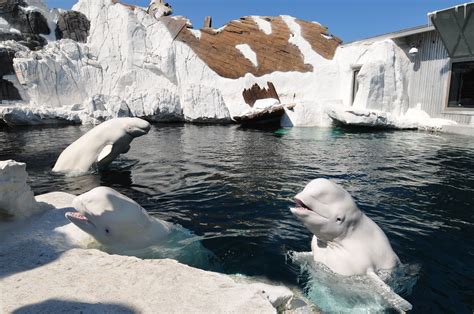 Wild Arctic at SeaWorld San diego | Sea world (san diego), Sea world, Seaworld san diego