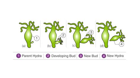 Which type of reproduction is found in hydra?