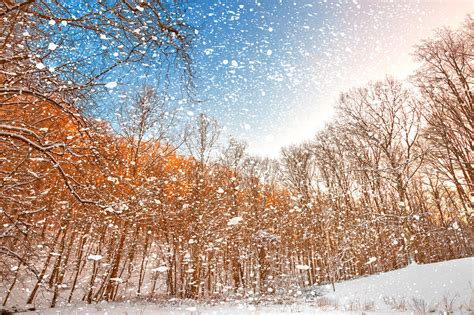 Snow Spattered Winter Forest by somadjinn on DeviantArt