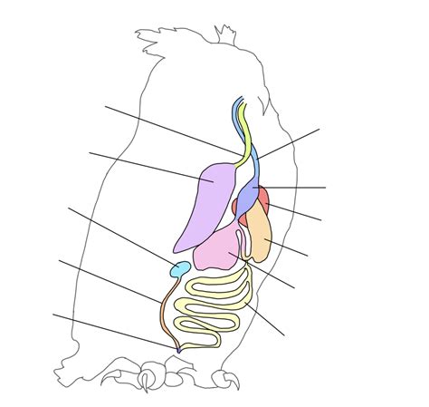 Owl Digestive System Diagram Diagram | Quizlet