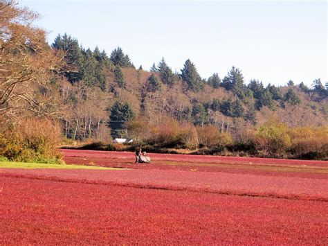 Cranberry Harvest #1 Photograph by Jim Romo - Fine Art America