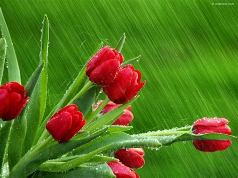 50 Beautiful Rain Wallpapers for your desktop - Part 2 | Rain wallpapers, Flower wallpaper ...