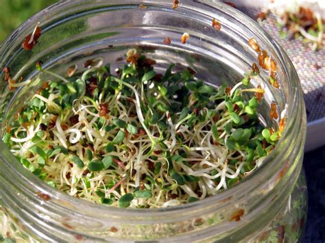 How to grow sprouts in a mason jar | Rediscover