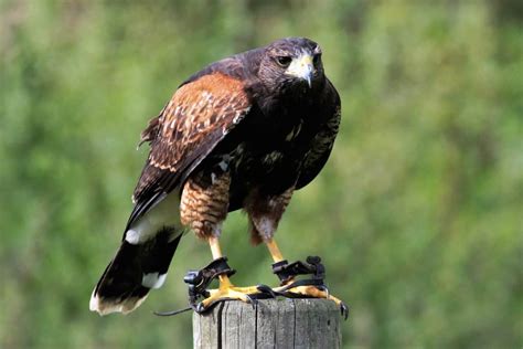 Falcon Symbolism (7 Surprising Meanings)