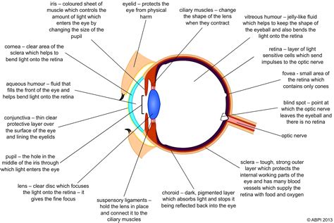 Eyelid Nerve Supply - ANATOMY