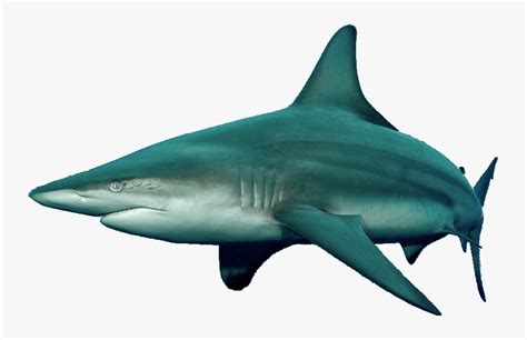 Tiger Shark , Png Download - Reef Shark Dnd 5e, Transparent Png ...