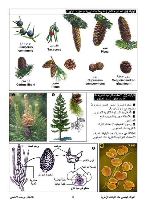 التوالد الجنسي عند النباتات الزهرية - وثائق - AlloSchool