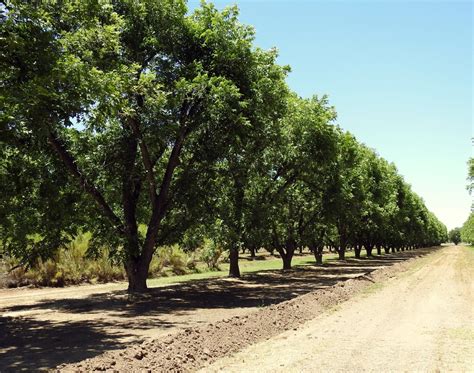 Pecan Tree Care for a Maximum Harvest - Garden.eco