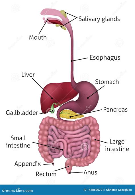 Digestive System Diagram For Kids Without Labels