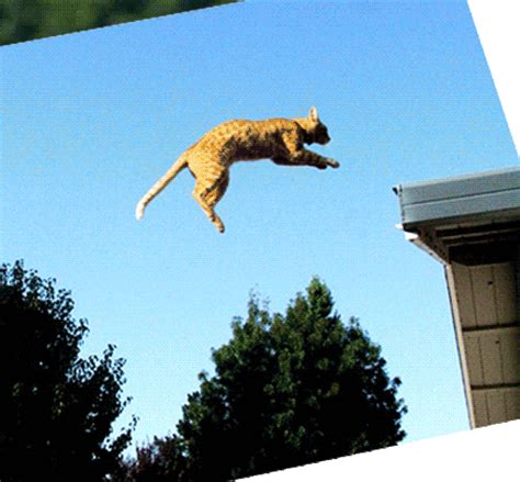 Flying cats | Jumping cat, Flying cat, Cats