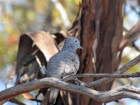 Peaceful Doves in our garden - Trevor's Birding