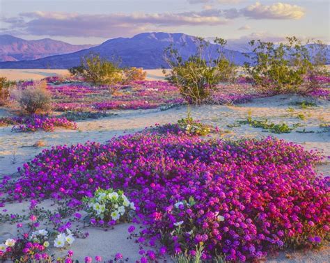 This desert in the Southwest is experiencing a wildflower ‘superbloom ...