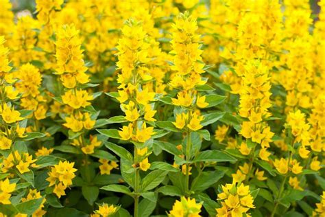 Lysimachia punctata (Yellow Loosestrife)