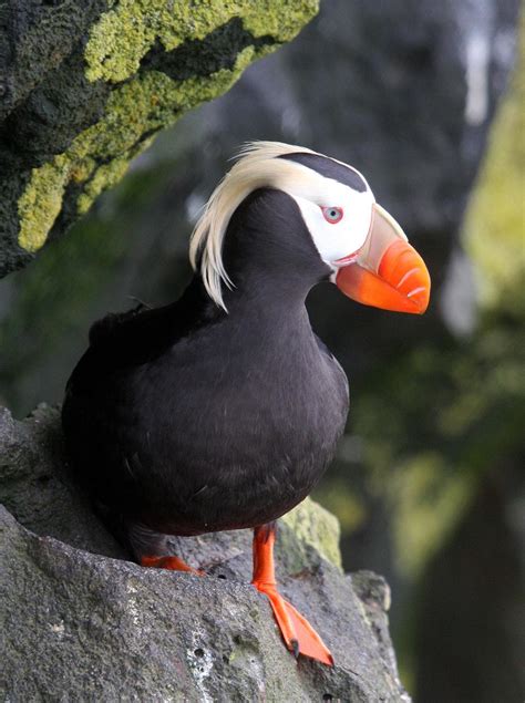 Tufted puffin : r/PicsOfUnusualBirds