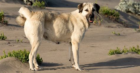 Turkish Kangal - TURKISH KANGAL DOG - WOLF KILLER OR PET? - Dog ...