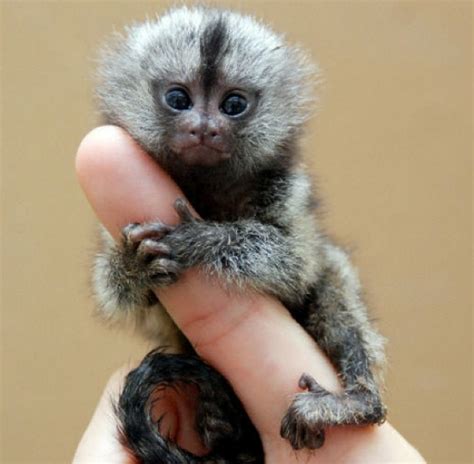 finger monkey pet uk - Nola Masterson