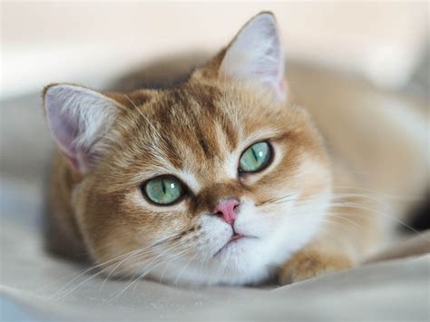 Struvite Stones in Cats: Causes, Symptoms & Treatment - Cat-World