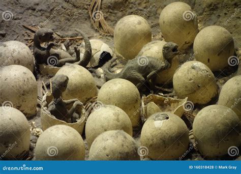 Dinosaur Eggs Hatching stock photo. Image of babies - 160318428