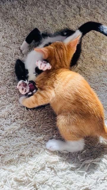 Should I Let my Kittens Fight it Out? (When to step in) - Whiskerful Life