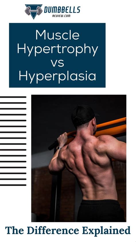 Muscle Hypertrophy vs Hyperplasia: The Difference Explained | Muscle ...