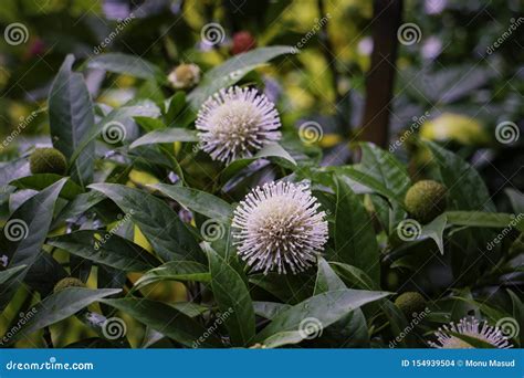 Kadam Tree Stock Images - Download 11 Royalty Free Photos