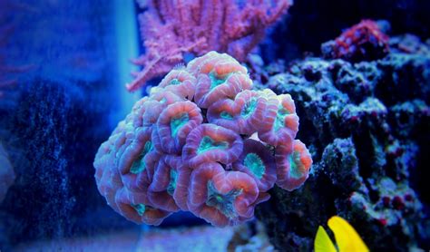 Candy Cane Coral Care & Info | Maryland Aquarium Design & Installation