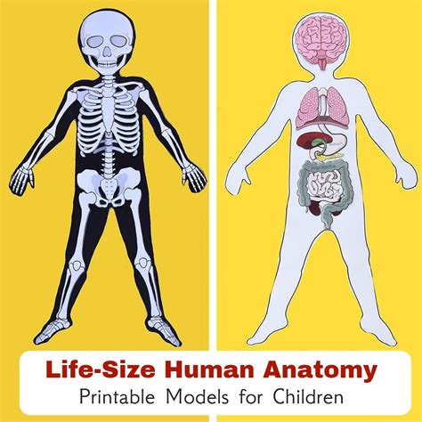 kindergarten Archives | Adventure in a Box Human Anatomy Model, Anatomy Models, Human Body Unit ...