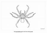 Spider Coloring Trapdoor Template Pages Sketch Page sketch template