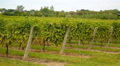 Duck Walk Vineyards Tours - Book Now | Expedia