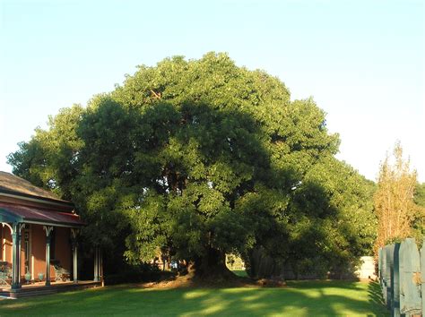 National Trust - Ombu (Phytolacca dioica)