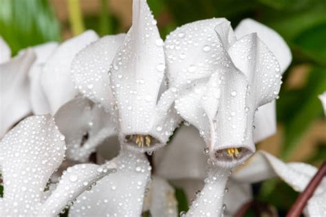 30+ Dewy White Cyclamen Stock Photos, Pictures & Royalty-Free Images ...