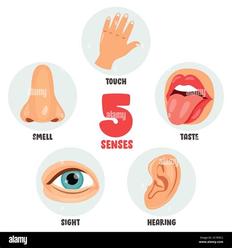 Five Senses Concept With Human Organs Stock Vector Image & Art - Alamy