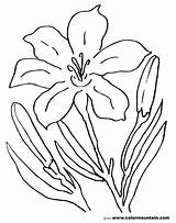 Easter Lily Coloring Page At GetColoringscom  Free Printable sketch template